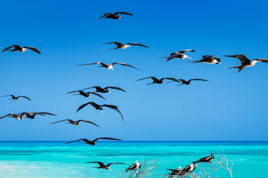 Flock of magnificent frigatebirds flying in dry tortugas national park