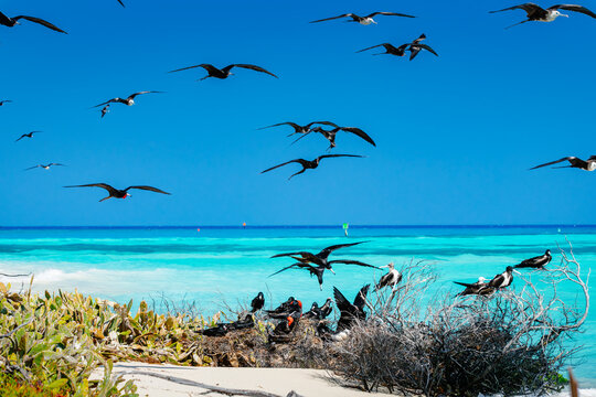 Magnificient frigatebirds colony in dry tortuga national park