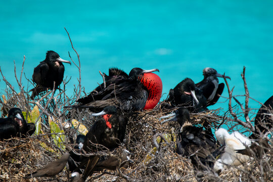 A magnificent frigatebird featuring its red throat