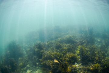 Beautiful view of seaweed reef in the ocean floor. © AlexandraDaryl