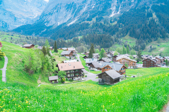 スイスのグリンデルワルドの風景とラマ
