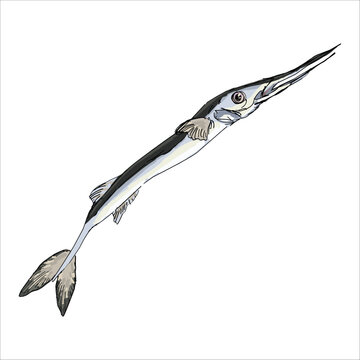 Stylized needlefish vector illustration isolated on white background. Clip art. Picturesque. Artistic, colorful. Education. Flat design. Print on sketchbooks, stickers, cards.