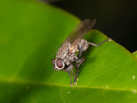 Bio Diversity - Coenosia tigrina - Macro of very small Tiger Fly . High quality photo