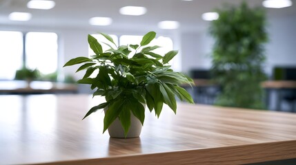 Fototapeta premium A potted plant sits on a surface in a bright modern indoor office environment