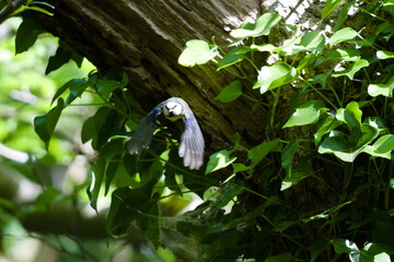 A dynamic, head-on action shot of a blue tit captured in flight as it emerges from a lush, ivy-covered tree. With wings spread wide and its face clearly visible, the bird displays remarkable agility a © David