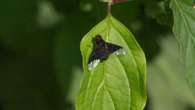 Bio Diversity - Hemipenthes morio - Macro of a Black Banded Bee Fly High quality photo
