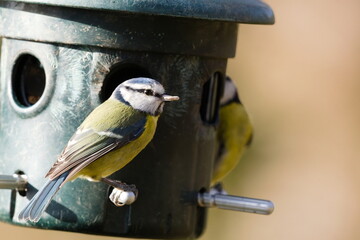 A sharp, detailed close-up of a blue tit perched on a garden bird feeder, holding a seed in its beak. A second blue tit is partially visible in the background, creating a charming scene of garden wild © David
