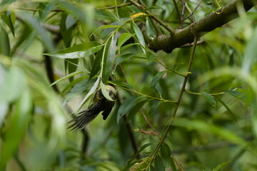 A candid, natural-light photograph of a juvenile blue tit demonstrating its agile, acrobatic nature. The young bird is captured mid-action, hanging upside down while clinging to a thin, leafy willow b © David