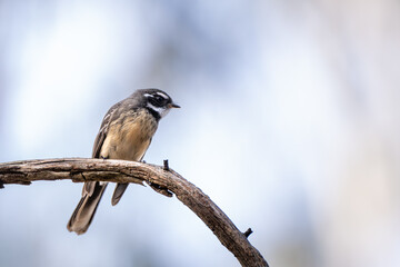 New Holland Honeyeater perched quietly on a curved branch against a smooth blue background with generous copy space. © Tong