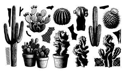 Vintage Desert Cactus Vector Element Set with Sketch Saguaro, Prickly Pear, Barrel Cacti, and Pots for Southwestern Branding and Nature Designs © MD