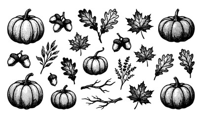 Vintage Autumn Sketch Vector Set with Hand Drawn Pumpkins, Maple Leaves, Acorns, and Twigs for Seasonal Thanksgiving Floral Arrangements and Patterns © MD