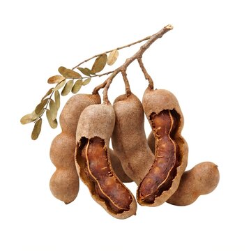 Fresh Tamarind Pods with Green Leaves Isolated on White Background Spice Photography