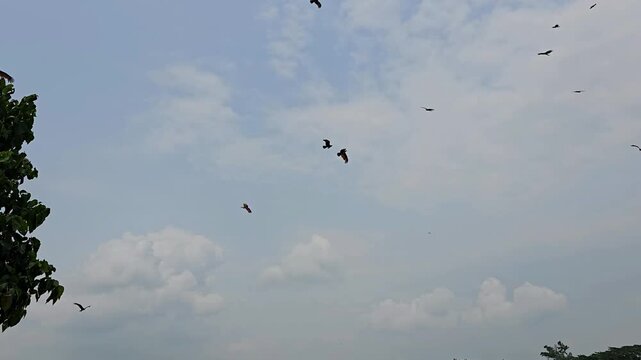 Birds of prey soaring in the sky raptors eagles hawks