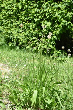 Spitzwegerich