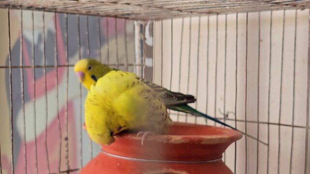 Two yellow budgies in a cage sitting on a pot budgie