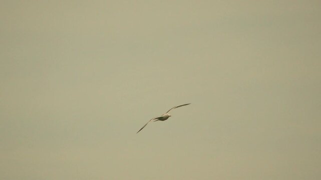 Seagull bird flying single gull soars through a pale overcast sky during a calm evening showcasing graceful wildlife motion and freedom