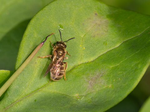 Bio Diversity - Halictus tumulorum - Macro of a Bronze Furrow Bee. High quality photo