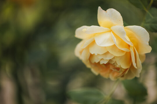 Soft yellow rose bloom with delicate petals unfurling in a garden setting