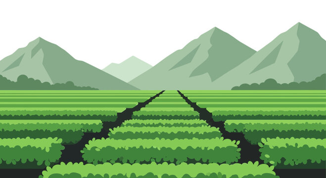 Expansive green tea plantation with mountains in background, flat design illustration