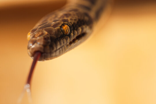Close-up of a snake's head with its forked tongue flicking out