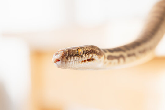 Close-up of a python's head with eye detail and patterned scales