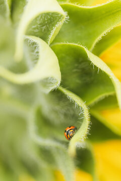 Close-up macro shot of a ladybug on a fuzzy green sunflower head with yellow petals in background