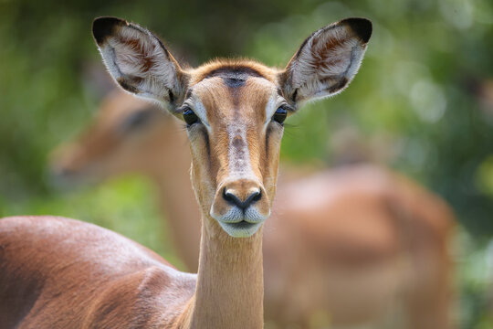 portrait of an impala