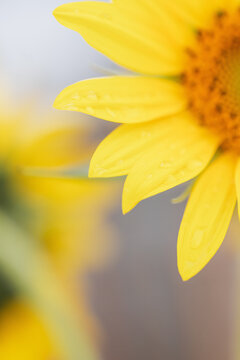 Close-up section of bright yellow sunflower petals with delicate water droplets after rain