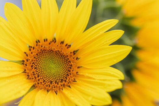 Close-up macro shot of a vibrant yellow sunflower with patterned centre