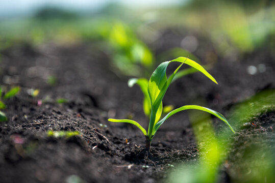 Young corn sprouts growing in rows in the field. Agricultural crops in open ground during the period of active growth.