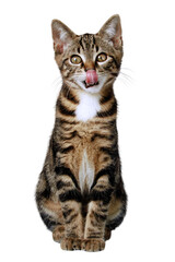Young tabby cat licking its nose, isolated on transparent background   © Nathalie SITELLE