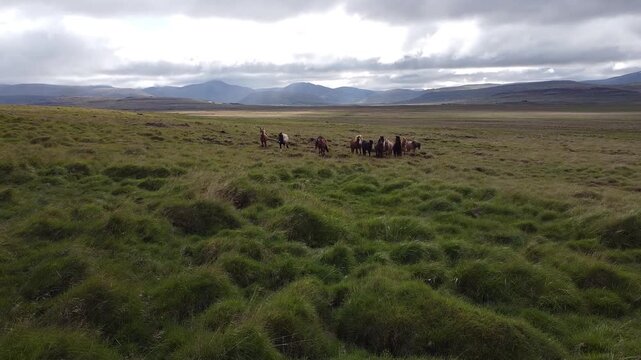 Push In Shot on Herd of Horses in North Iceland