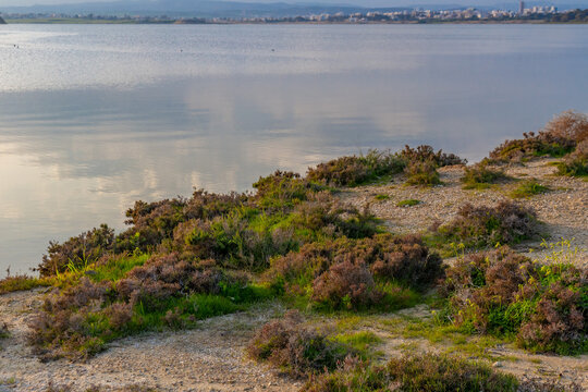 Scenic view of salt lake shore with wild bushes in evening light. Quiet water reflecting sky on coastal line at sunset. Larnaca, Cyprus.
