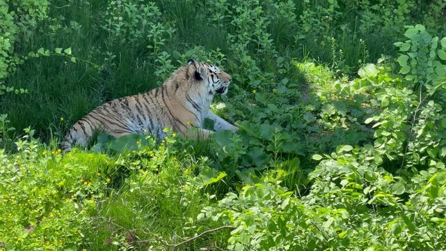 tiger in the grass