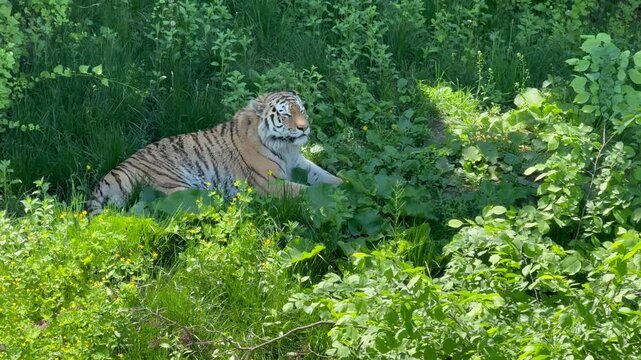 tiger in the grass