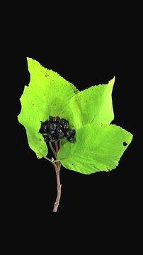 Time lapse of drying Viburnum shrub leaves isolated on black background, vertical orientation