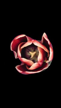 Time lapse of opening red tulip in a vase with ALPHA transparency channel isolated on black background, top view, vertical orientation