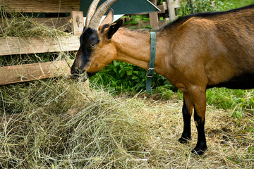 Domestic goat eating hay on a farm © PePe Photo