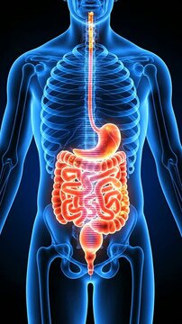Human Digestive System 3D Anatomy Illustration With Vibrant Colors Over A Black Background For Medical And Educational Use