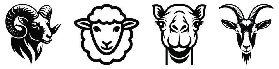 ram goat sheep camel © MDABDUL