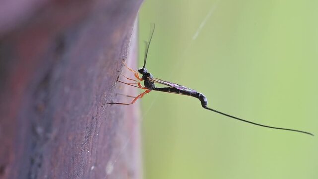 Macro shot of a long-tailed wasp clinging to a textured surface with a soft green background