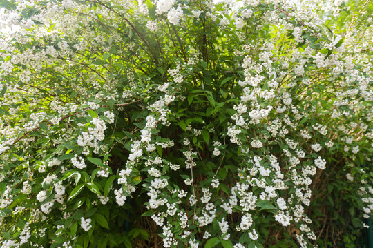 Buisson de Deutzia Gr&ecirc;le au printemps.