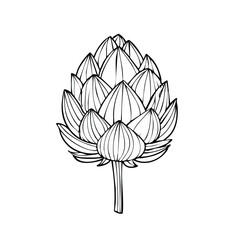Obraz premium Artichoke Flower Botanical Illustration Outline Drawing Isolated on White