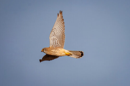 Side profile of a male Eurasian kestrel bird soaring in the blue sky. Action shot of a wild falcon flying during a golden spring evening.