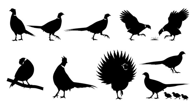 Pheasant Silhouettes Collection: Various Poses and Actions