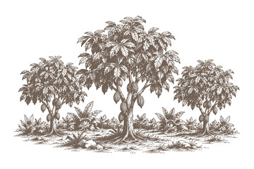 Botanical cacao tree engraving vector illustration set with detailed tropical line art scenery for agricultural graphic resources © Chairul