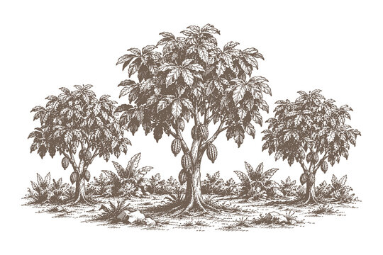 Botanical cacao tree engraving vector illustration set with detailed tropical line art scenery for agricultural graphic resources