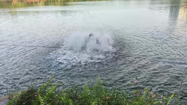 Paddle wheel aerators are commonly used in fish farming to increase dissolved oxygen levels. The aerator motor produces a loud noise and rumbling water splashes.