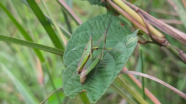 Mating grasshoppers resting on green leaf amid dense wild tropical vegetation peacefully