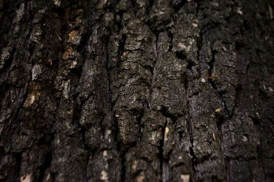 Macro photo of tree bark showing deep vertical cracks, rough textured surface and earthy tones. Shallow depth of field creates soft bokeh and highlights natural abstract detail.